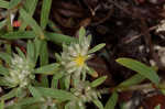 Silver nailwort